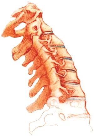 cervical spine, red.jpg