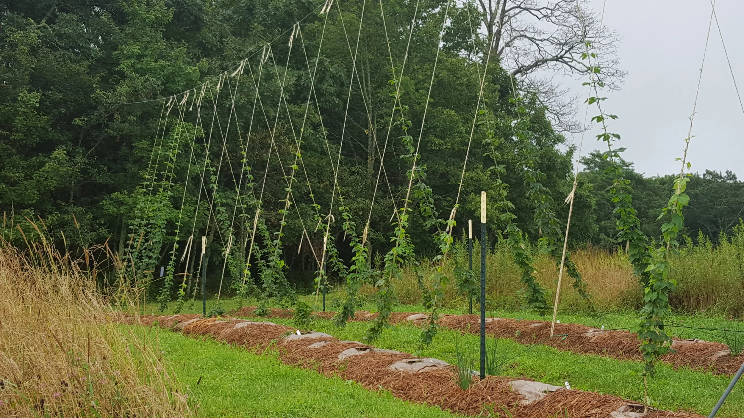 Our first season test hops yard featuring hop varieties Mt. Hood, Willamette, Cascade, Galena, Newport, Centennial, Zeus and Sterling