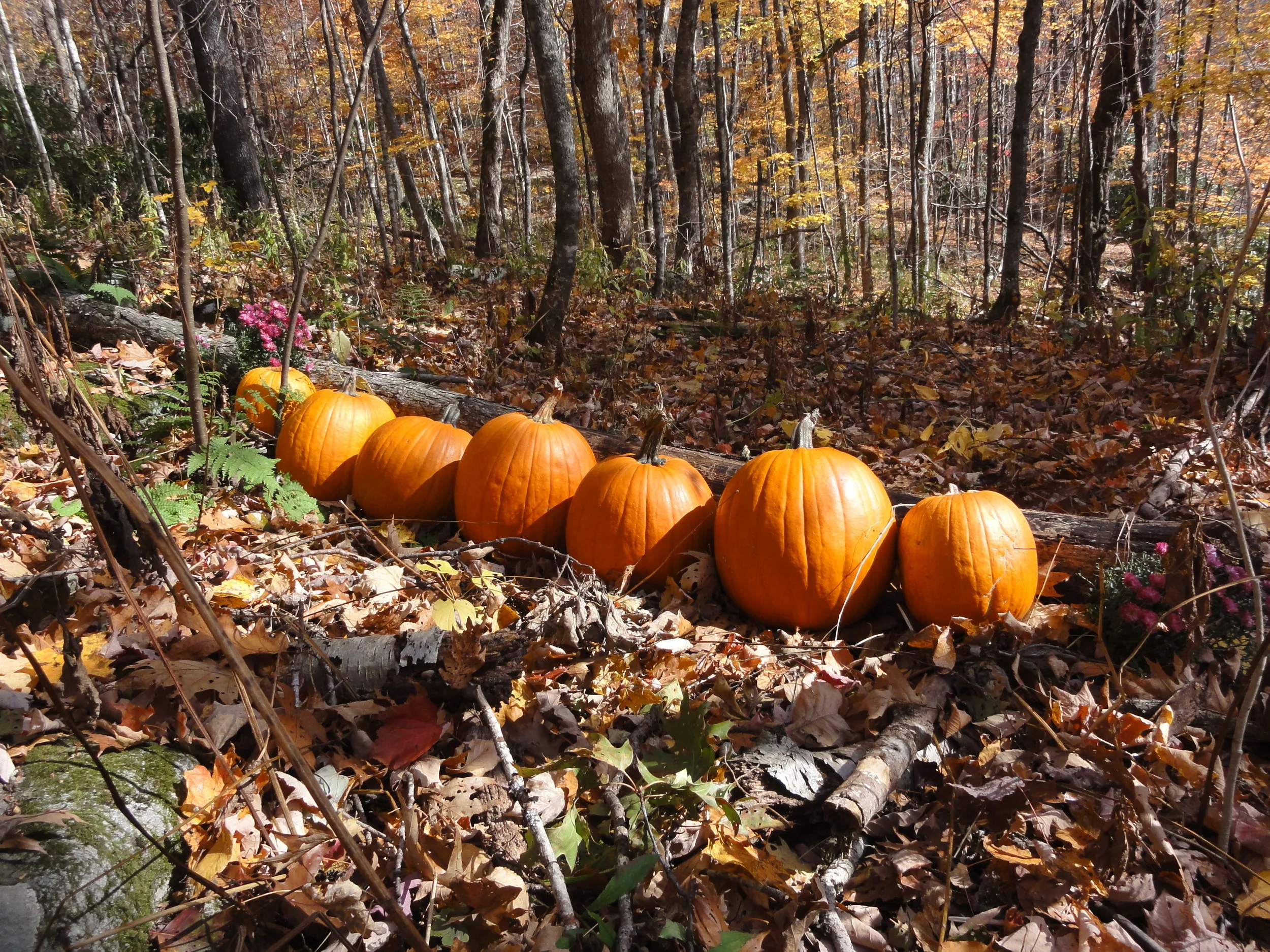 The Magnificient Seven!