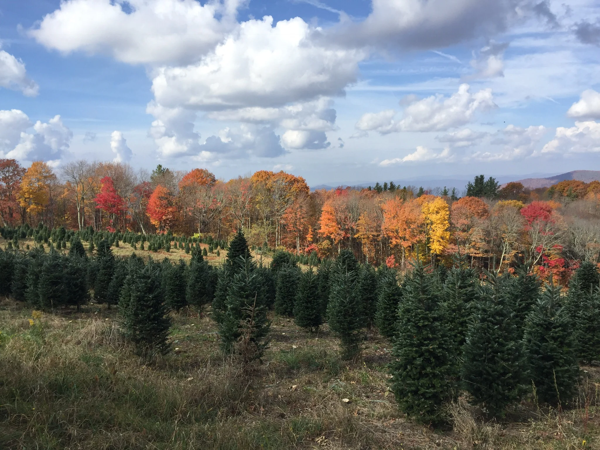 SKYe2 Farm gazing North 