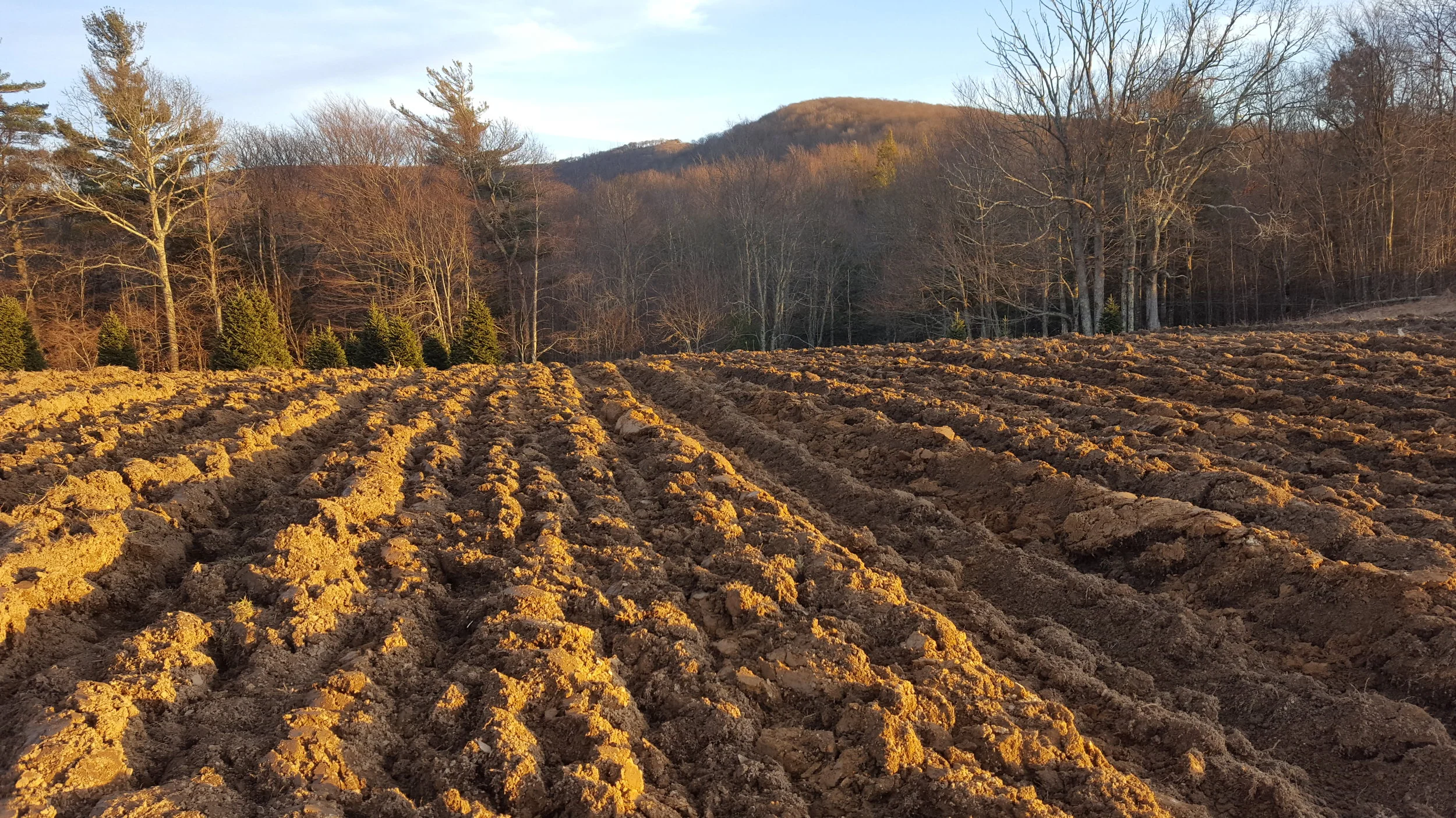 The new 1/3 acre hops yard is coming together. So far we have our location selected, all the hardware for the trellis, the 40 some poles, and the hop rhizomes ordered. 