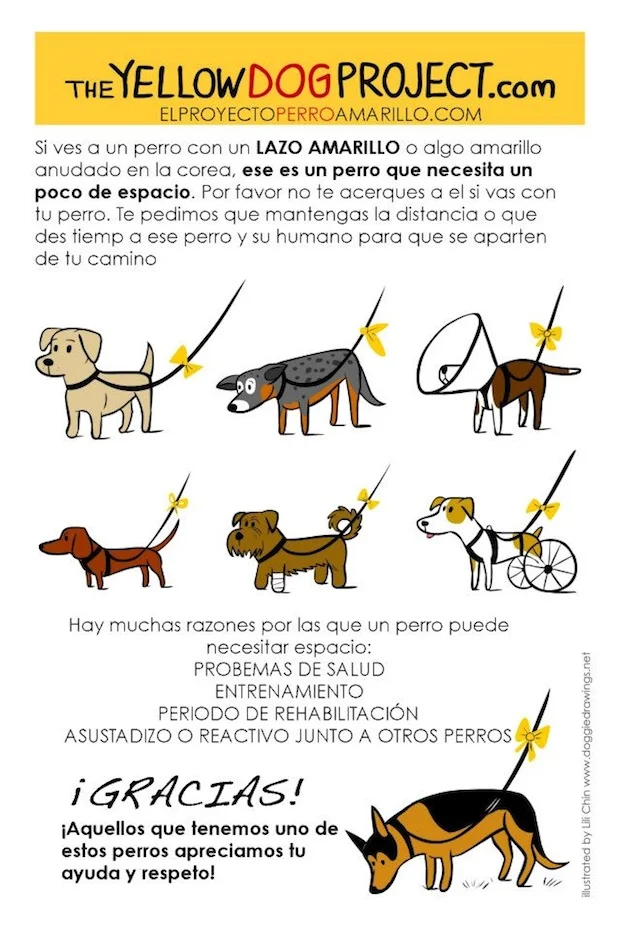 yellow-dog-project.jpg