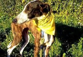 Perro amarillo