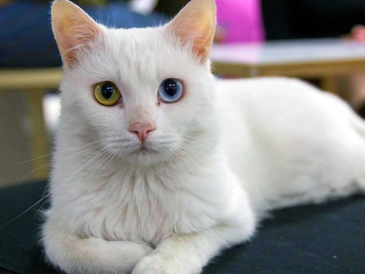 ¿Has escuchado hablar de los gatos reales de Siam? Aquí te los presentamos