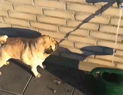 Las mascotas y el ahorro de agua