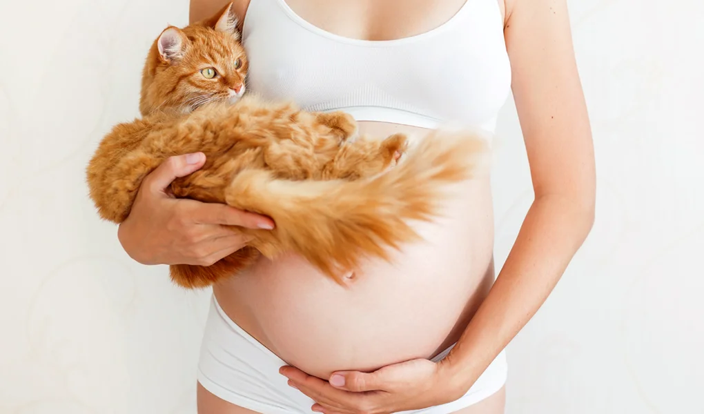 Prepara a tu Gato para la llegada de tu Bebé: A Través de los Sentidos