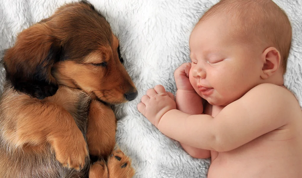 ¡Tu perrito será el mejor hermano mayor! Prepáralo para la llegada de tu bebé