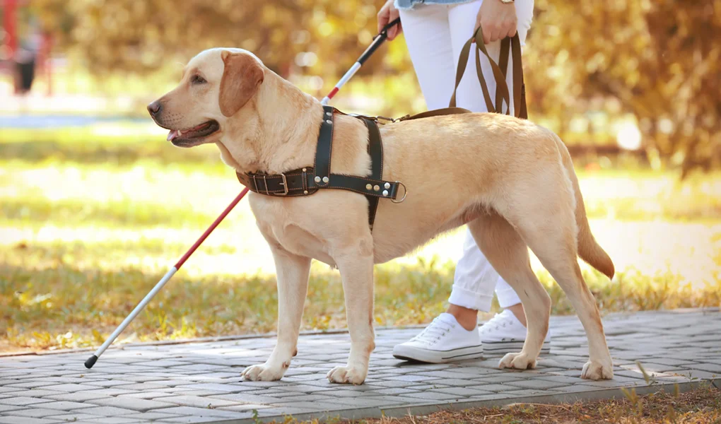 Perros de Servicio, de Terapia y de Soporte: ¿Por qué es importante que sepas la diferencia?