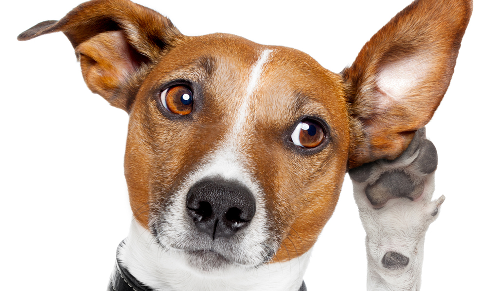 ¿Sabes si tu perro te escucha?