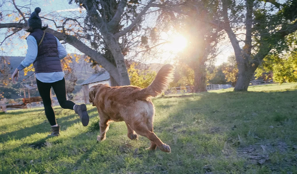 Identifica y Supera tu Miedo a los Perros. Paso 1 de 3: ¿Tienes Miedo o Fobia?