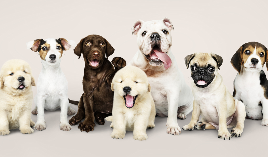 Grandes, medianos o pequeños… ¿Cuáles son las razas de perros favoritas en México? — Animal Rest