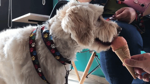 ¿Mucho calor? Tú y tu perrhijo, prueben los Heladogs de Don Paletto