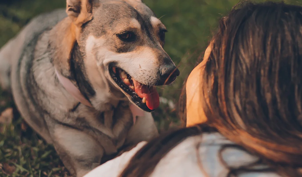 5 maneras de saber si tu perro te ama o sólo te usa para conseguir comida y techo gratis