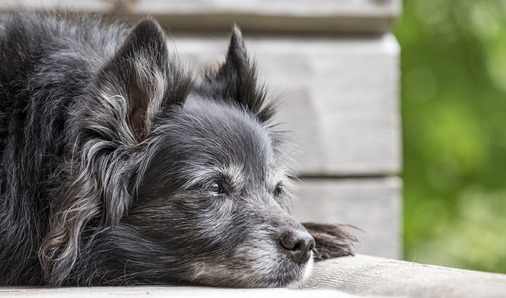 Cómo saber si tu perro es adulto mayor algunos consejos sobre cómo cuidarlo mejor — Animal Rest
