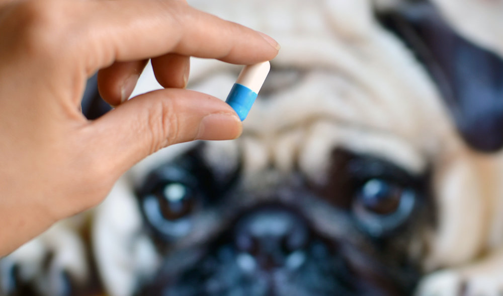 Vitaminas y suplementos para perros viejitos ¿Cuál sí y cuál no? Y qué  hacer cuando hace mucho calor o frío — Animal Rest