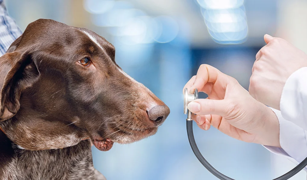 7 pruebas médicas que debes hacer ya a tu perro viejito