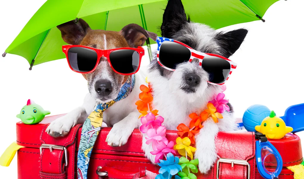 Playa o pueblo petfriendly