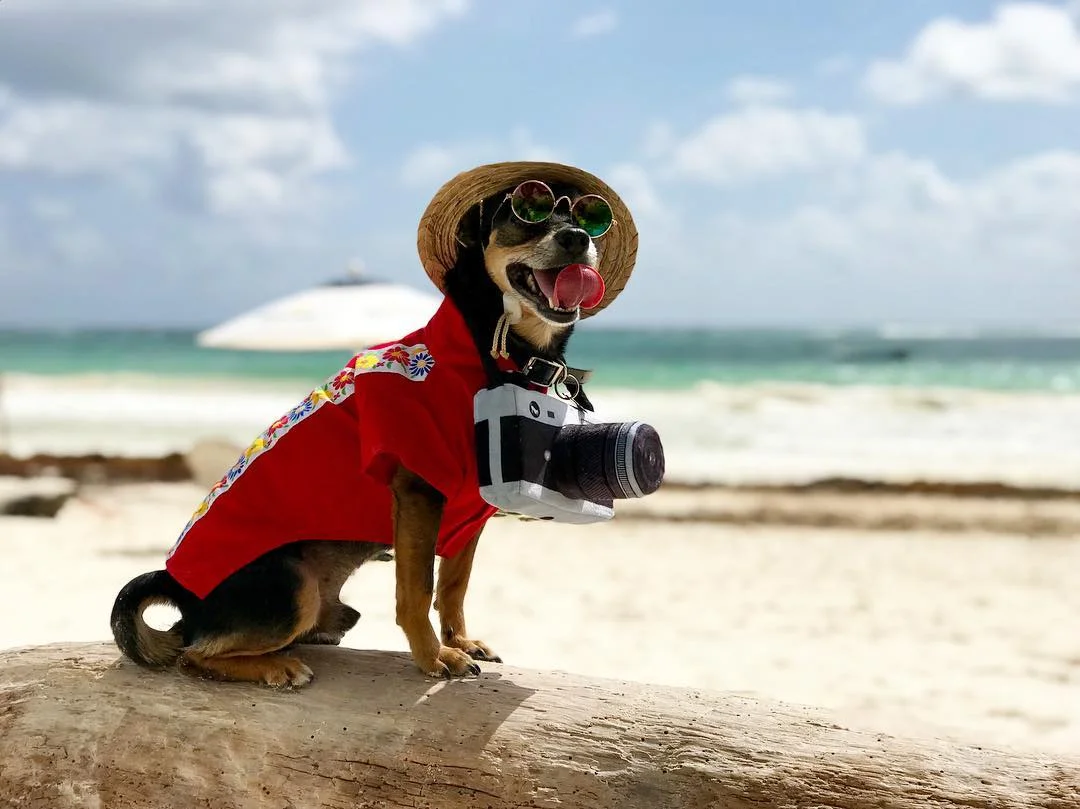 Chiquito Taquito en la playa