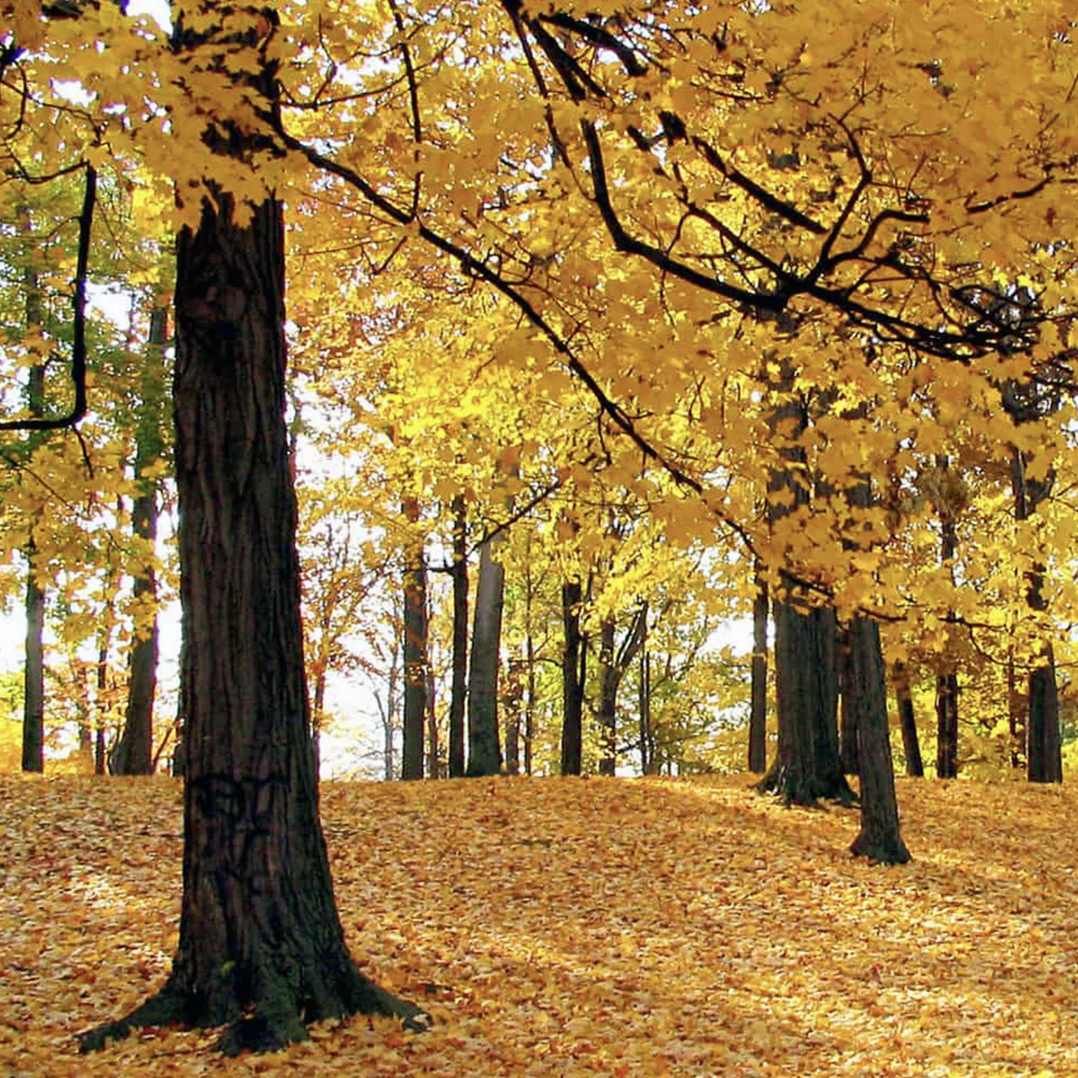 En el Día del Árbol, Animal Rest felicita a Liqui, su nuevo integrante