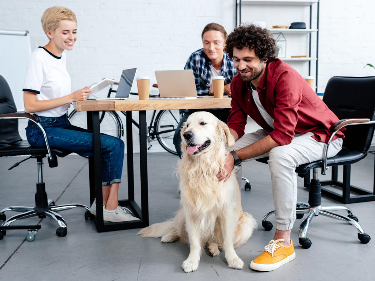 3 razones definitivas para convencer a tu jefe de llevar tu mascota al trabajo