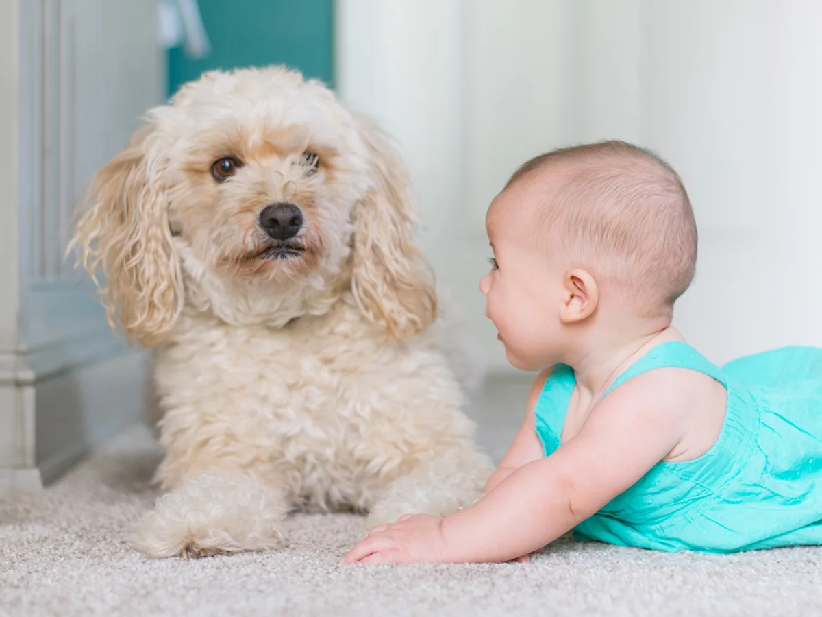 kids and dogs.jpg
