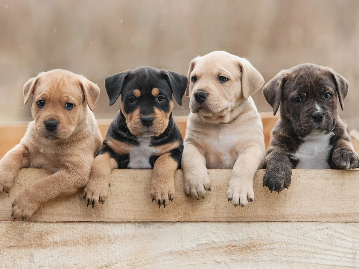 Guía completa para recibir un cachorro bebé en tu hogar