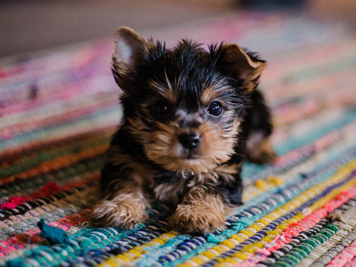 Las primeras 10 cosas más importantes que enseñar a nuestro cachorro bebé