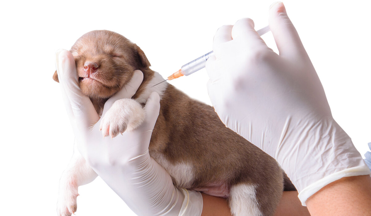 dolor de estómago Neuropatía Soleado Cosas que puede y NO puede hacer tu cachorro cuando le ponen sus primeras  vacunas — Animal Rest