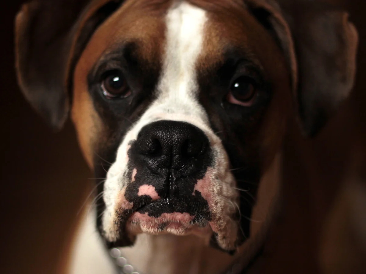 10 consejos para superar la pérdida de una mascota