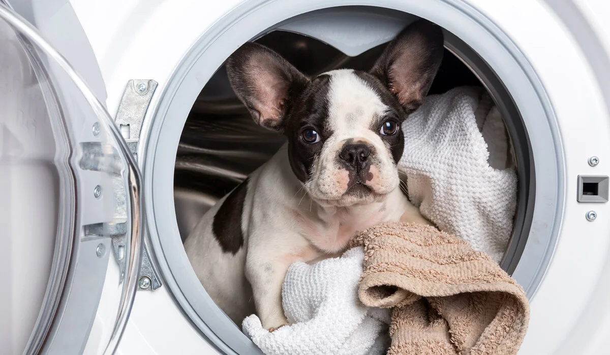 Cómo socializar a tu cachorro y por qué es importante