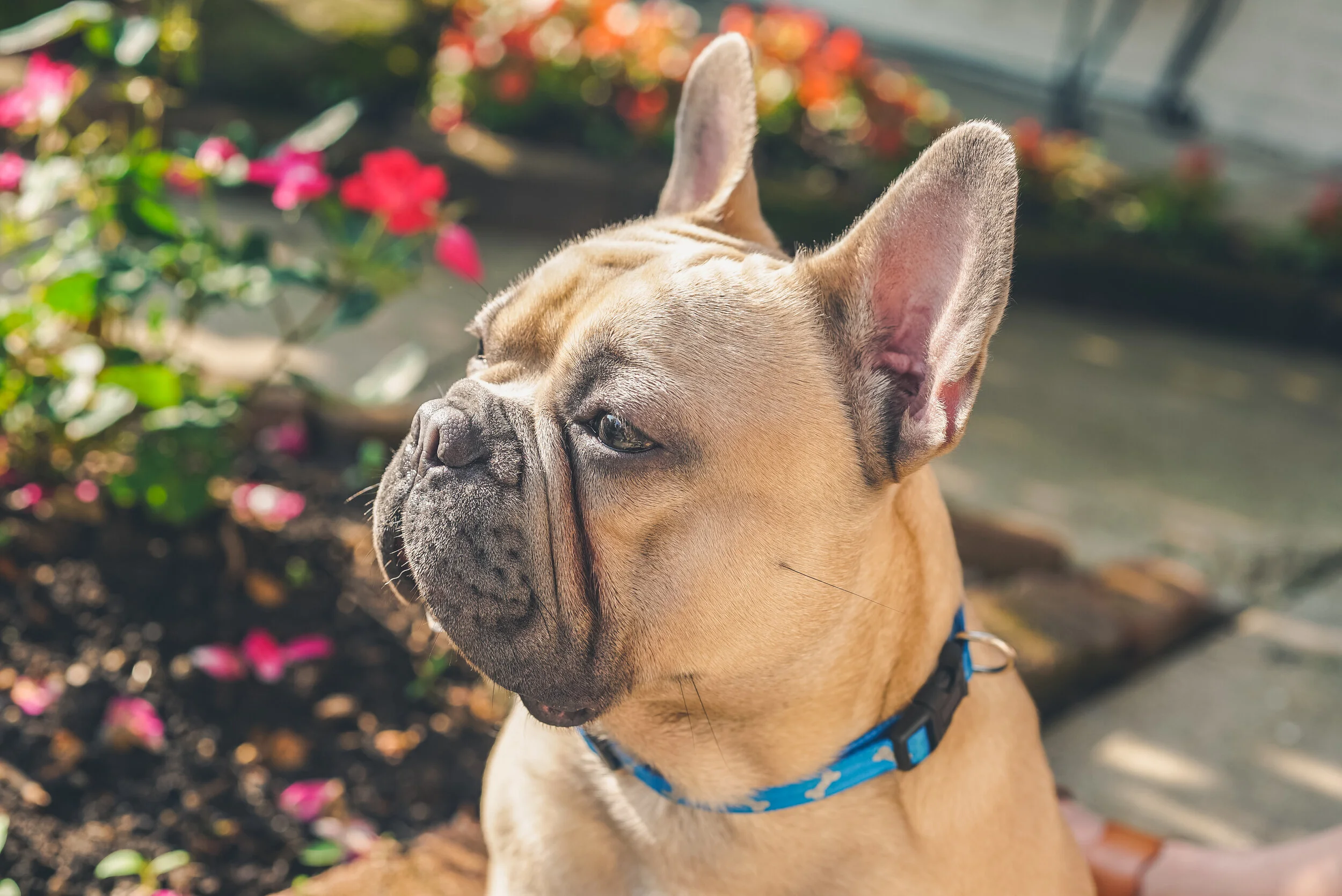Eligiendo el collar correcto para tu cachorro