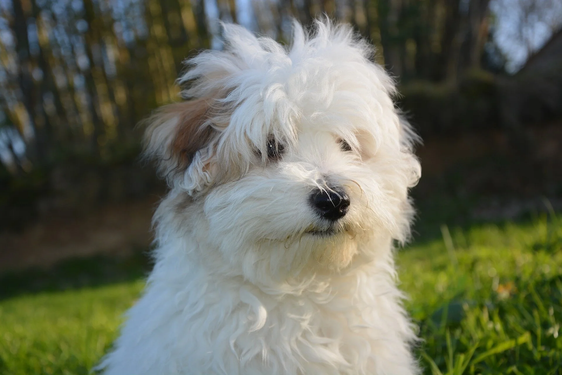 ¿Cómo cuidar el pelo de tu mascotita?