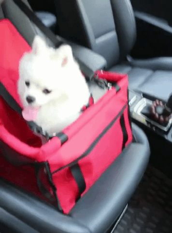 CONSEJOS para viajar en auto con tu perrito — Animal Rest