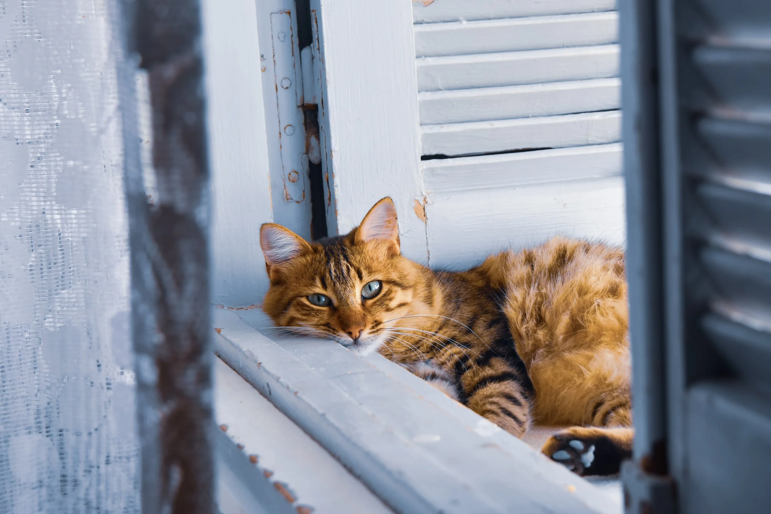 ¡No dejes que se te escape! Mantén a tu gatito en casa