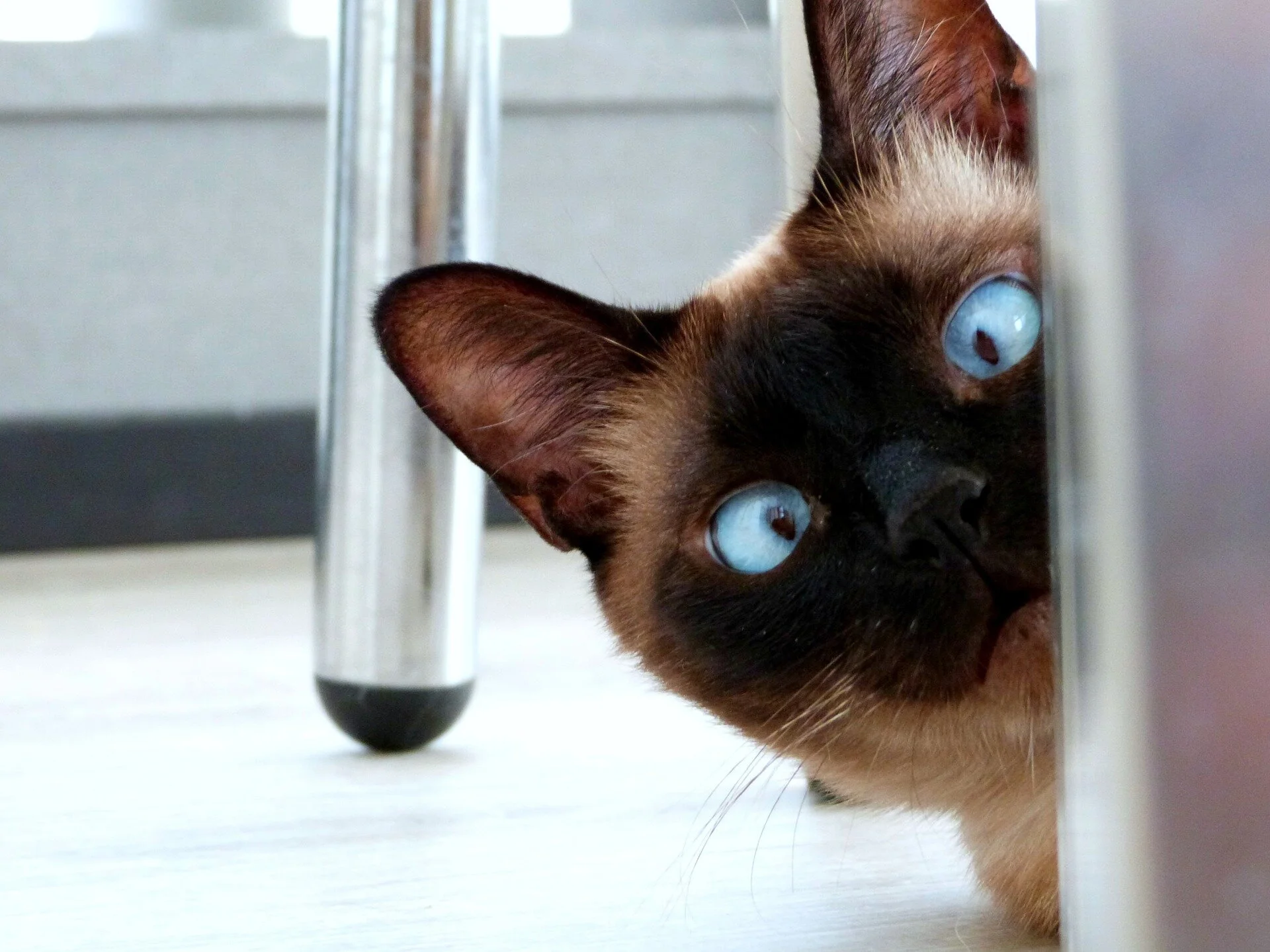 ¿Tu gato está raro?