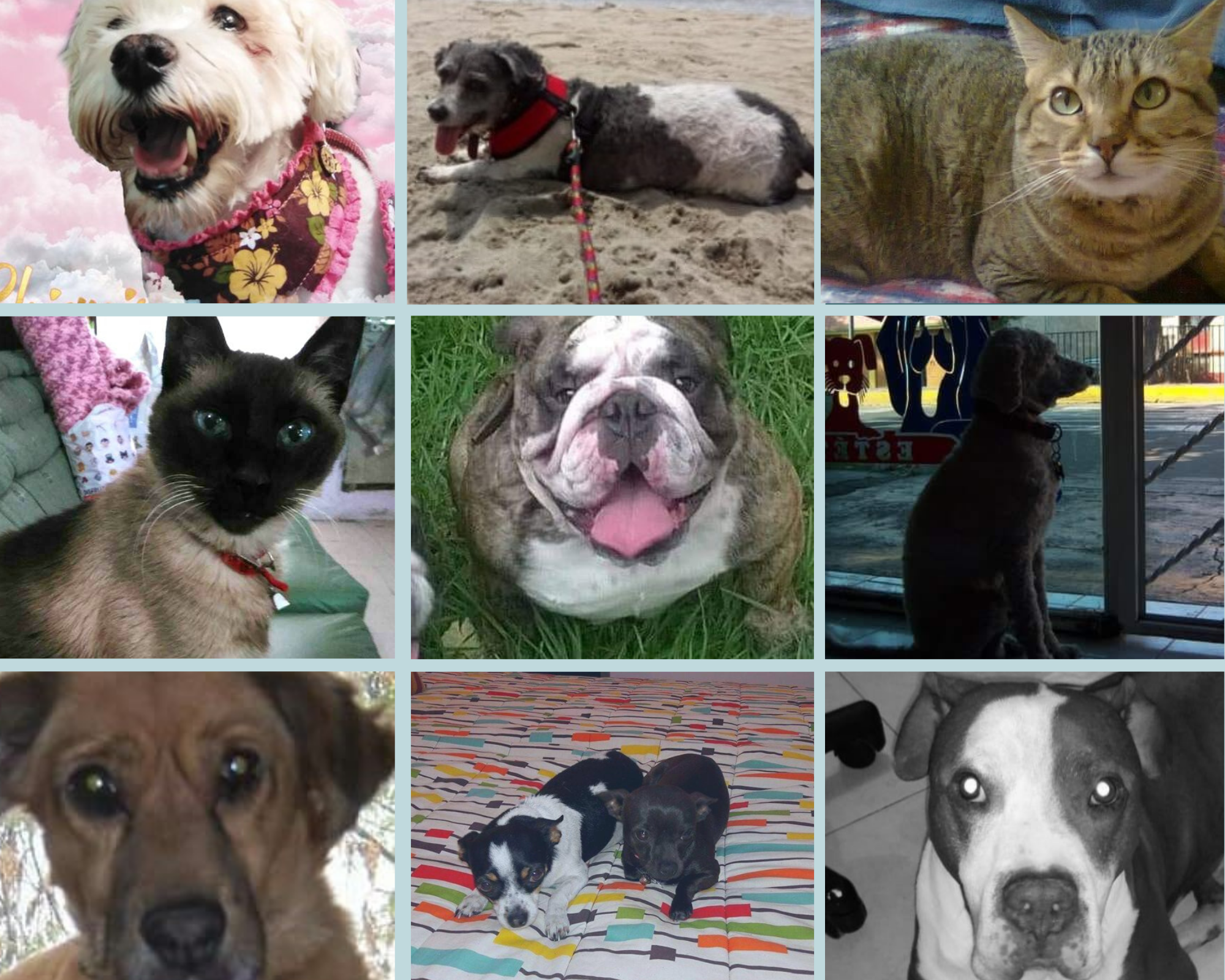 Por haber sido parte de nuestras vidas... ¡Gracias! Nunca los olvidaremos