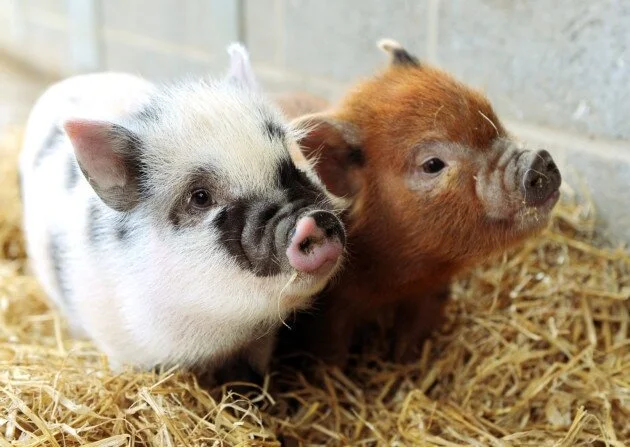 A que no sabías... Mitos y realidades sobre los mini pigs 