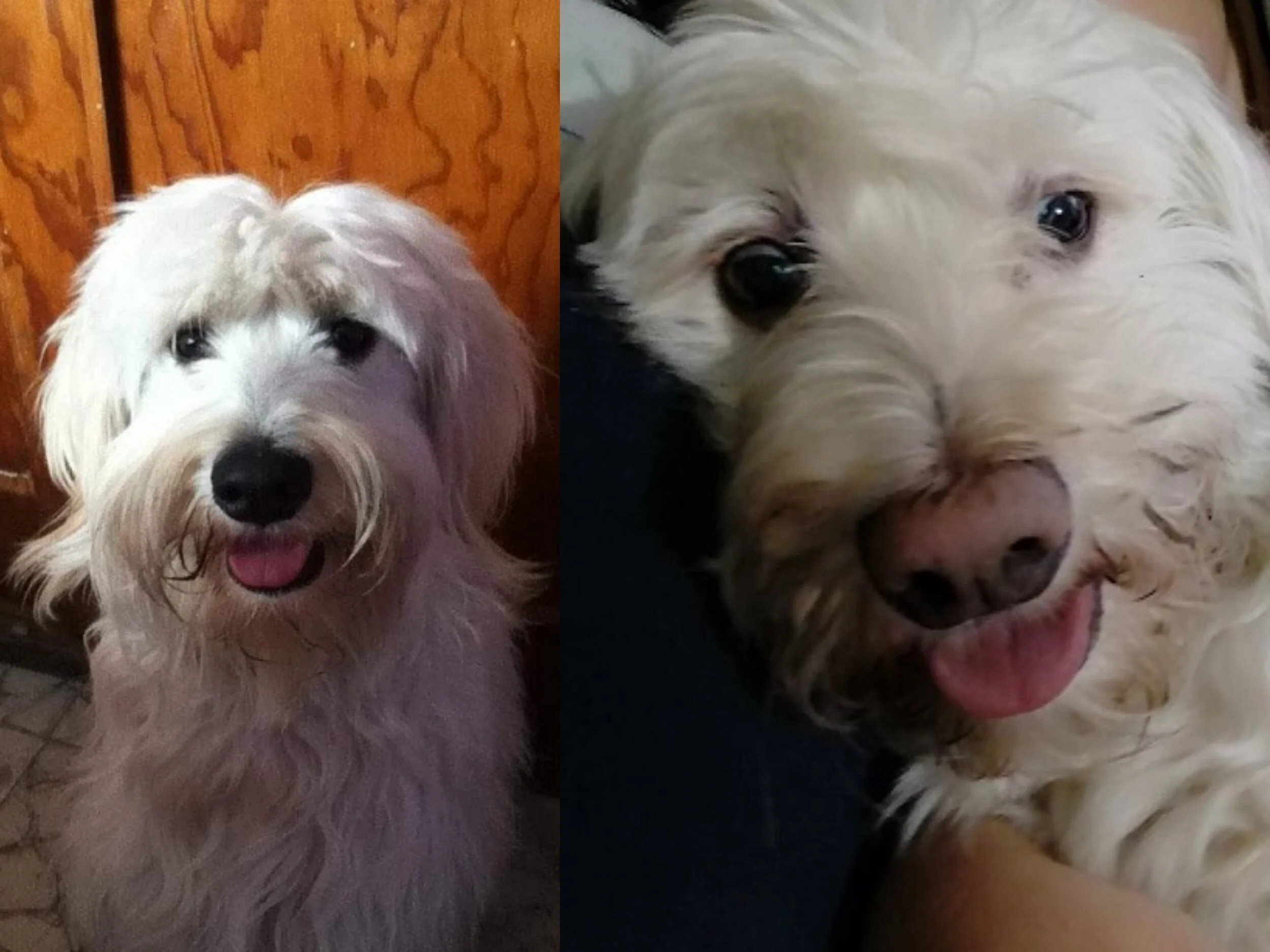 A mi perrito se le despintó la nariz... ¡¿Por qué pasó eso?! — Animal Rest