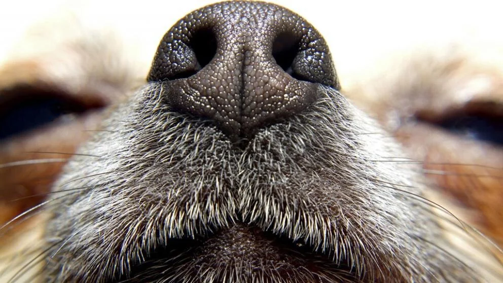 A mi perrito se le despintó la nariz... ¡¿Por qué pasó eso?!