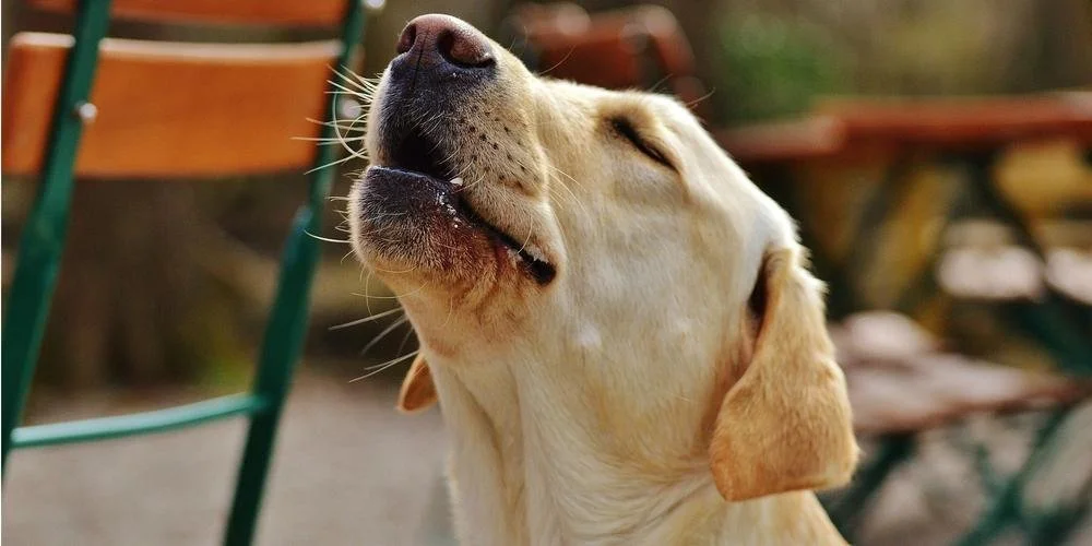 ¿Por qué aúlla mi perrito? 