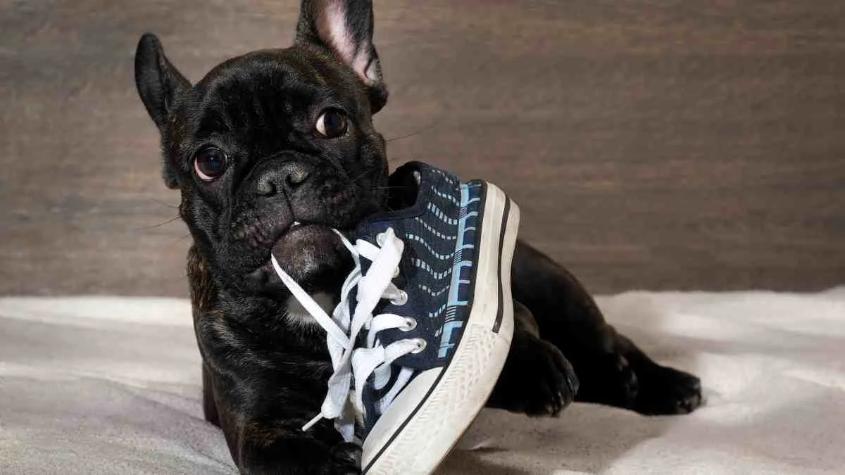¿Por qué mi perrito muerde todo?