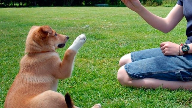 POR PRIMERA VEZ TENGO UN PERRITO... ¿CÓMO DEBO EDUCARLO?