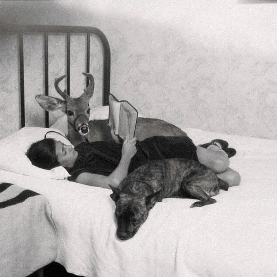 Happy Love Your Bookshop Day and thank you to bookshops and booksellers everywhere!! &hearts;️📚

📷 Betty Bradley reading in bed with her pet deer &ldquo;Bennie&rdquo; and dog c.1927
