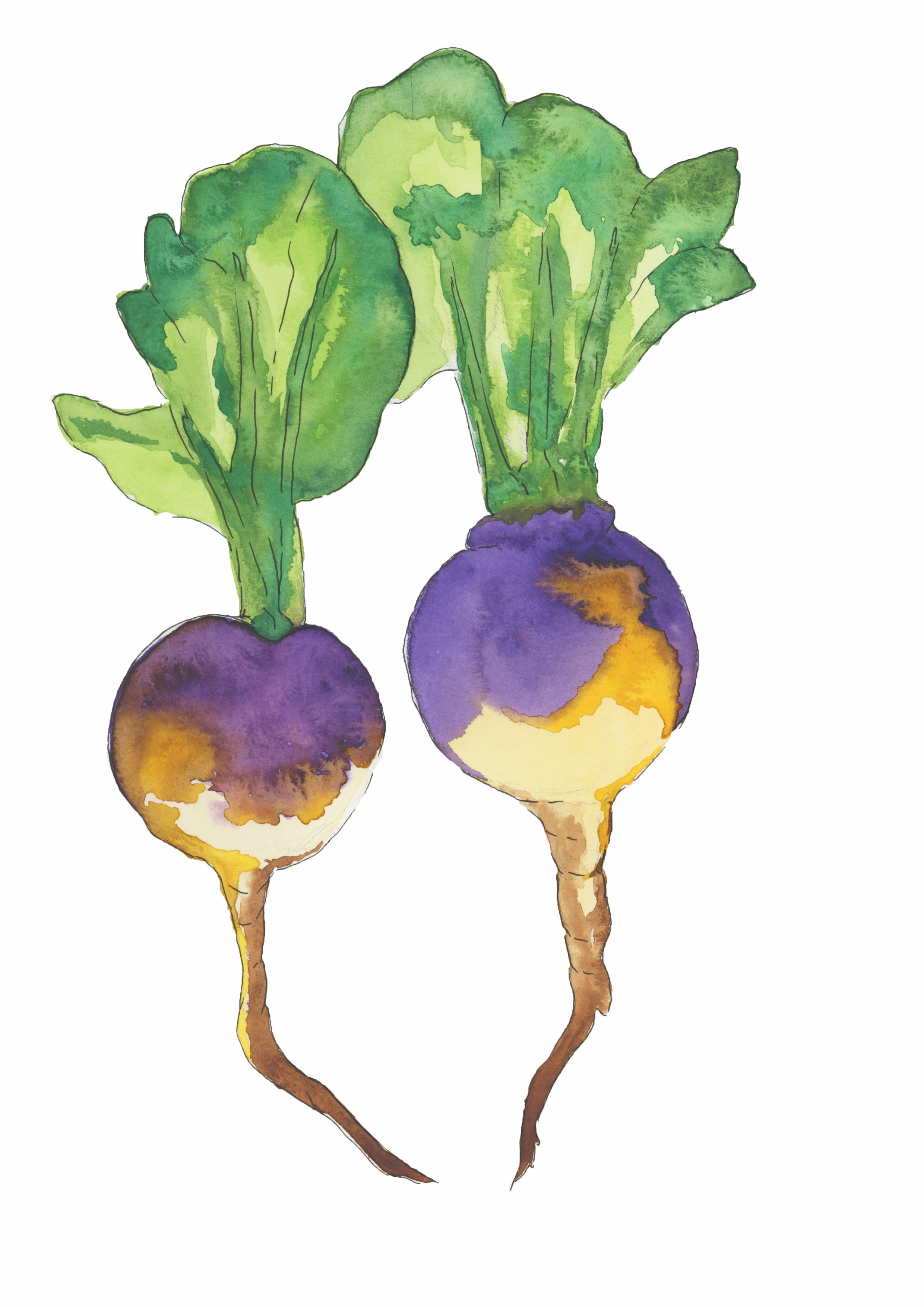 Turnips Watercolor copy.jpg