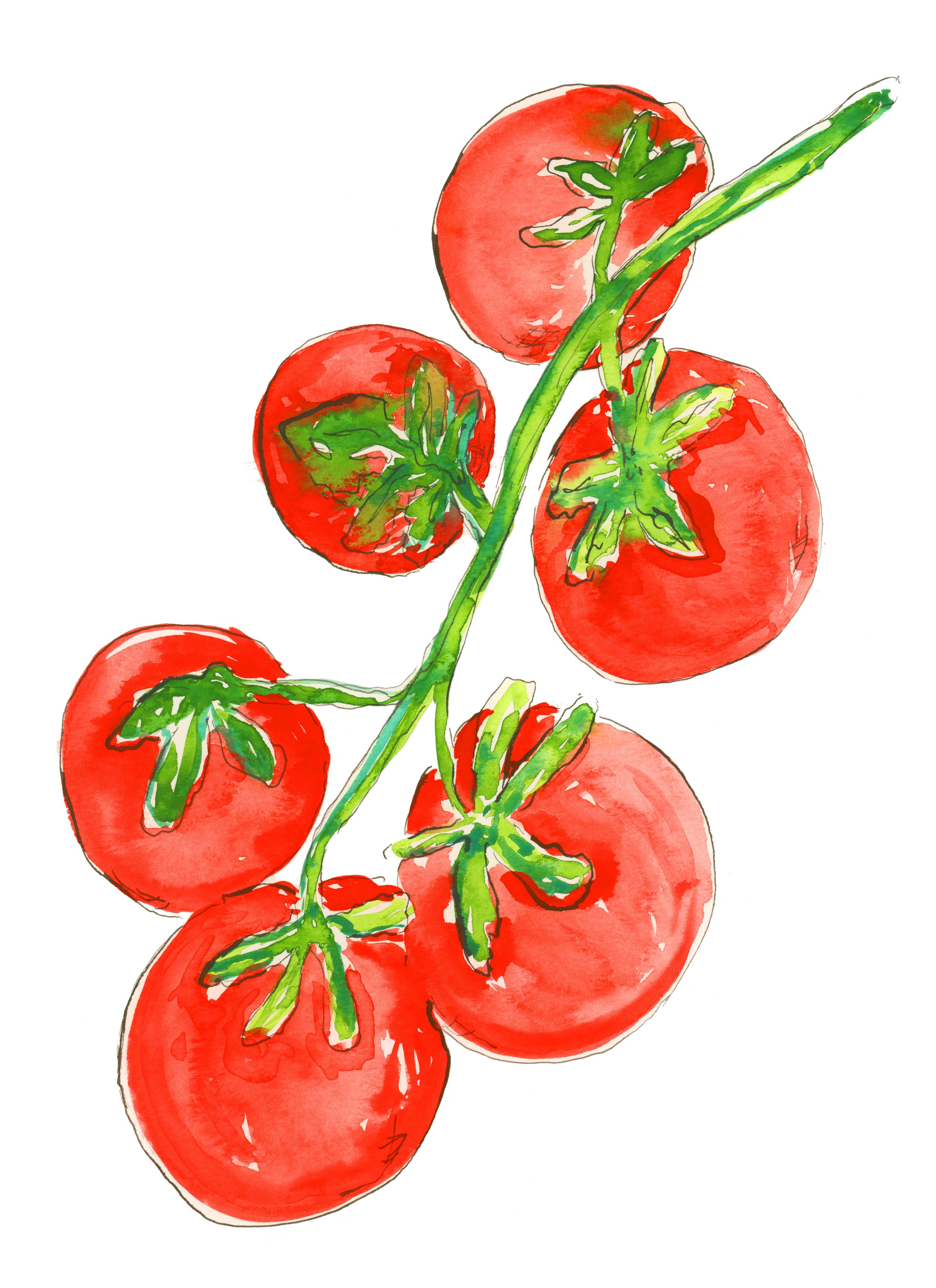 Tomato Vine copy.jpg