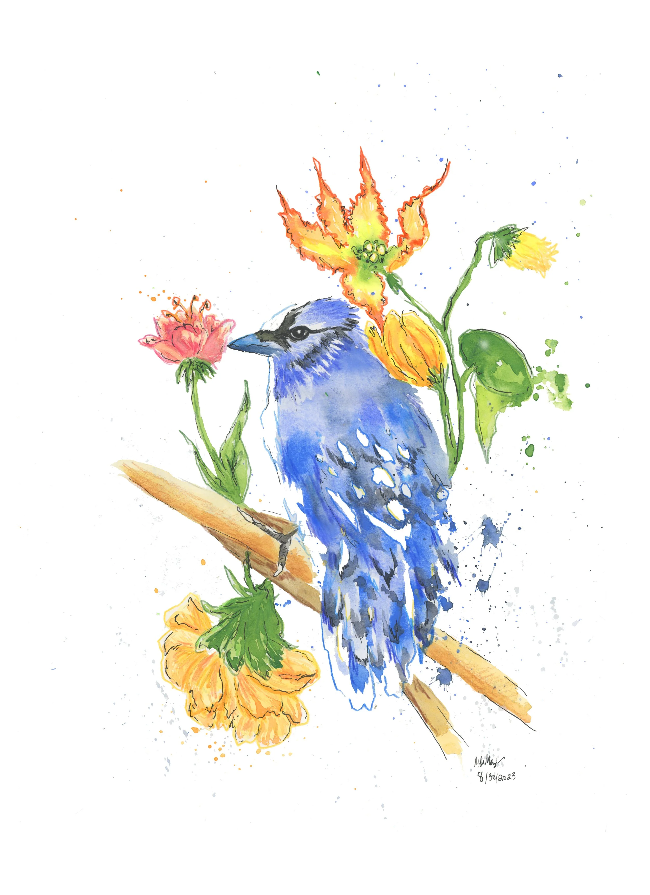 Blue Jay copy.jpg
