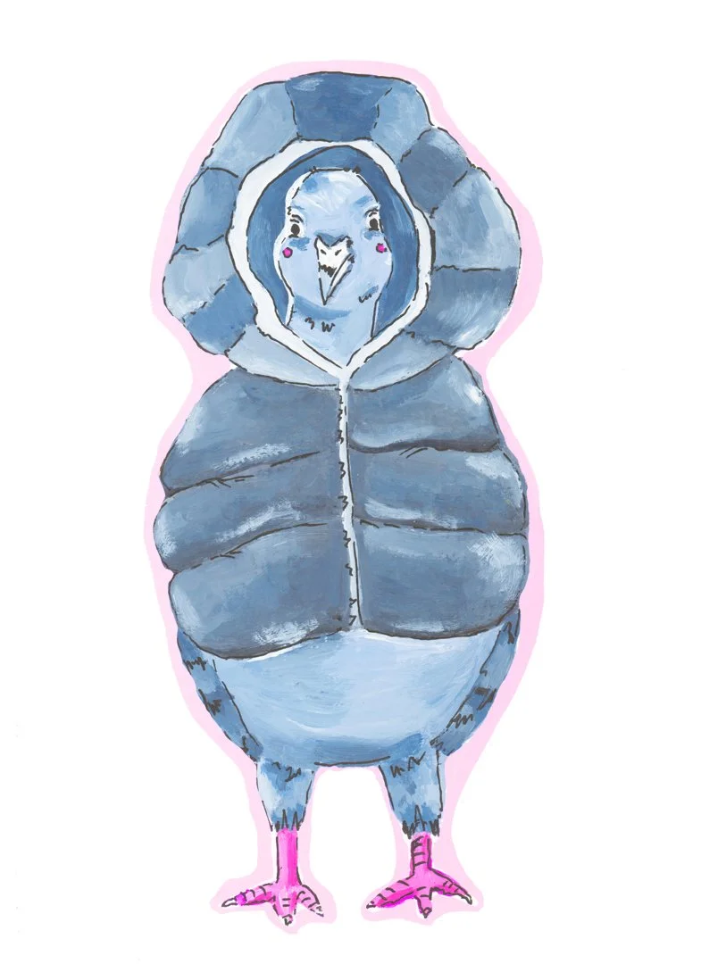 Puffer Pigeon Jerry.jpg