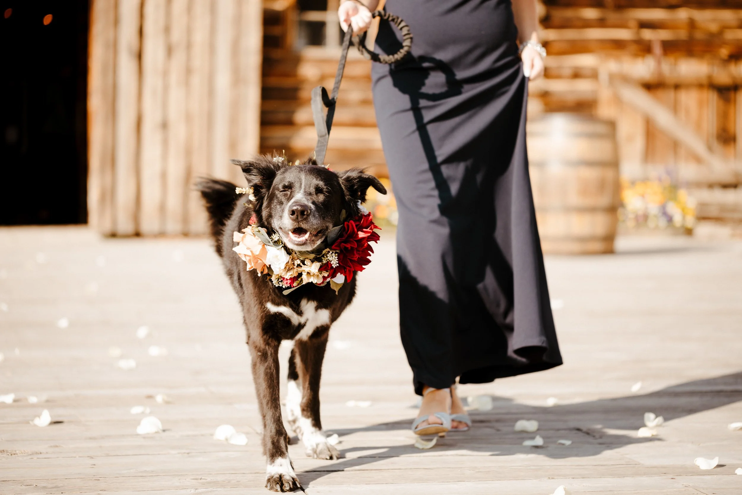 Tips for including your dog in your wedding — TENEIL HARTLEY EVENTS