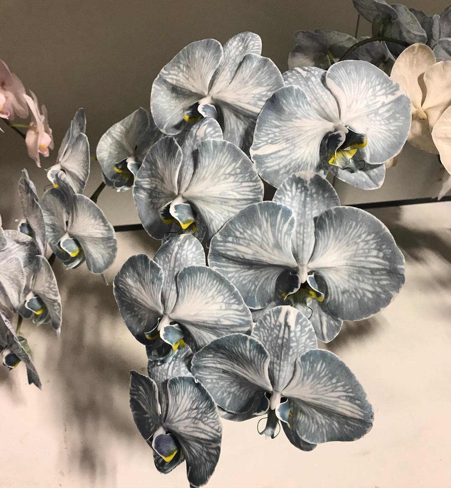 Love it when my Ro Ro @young_rochelle and I get to go play with the flowers....we crushed hard on this blue orchid....