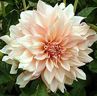 Dahlias